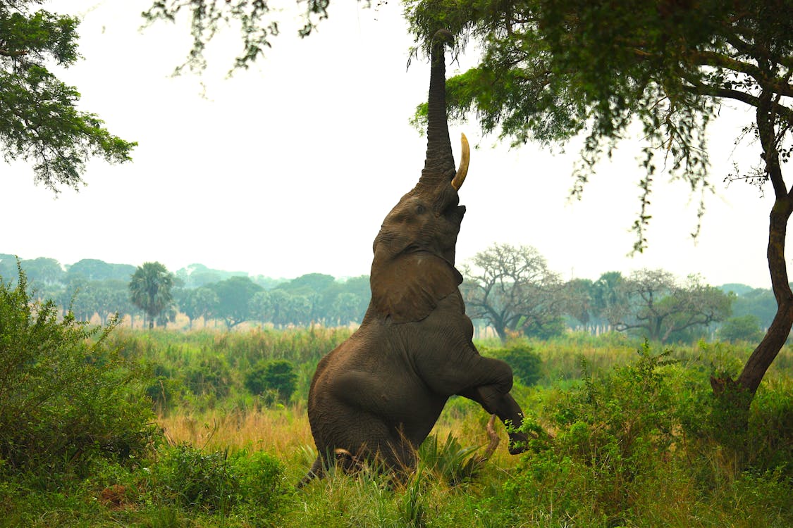 elephant