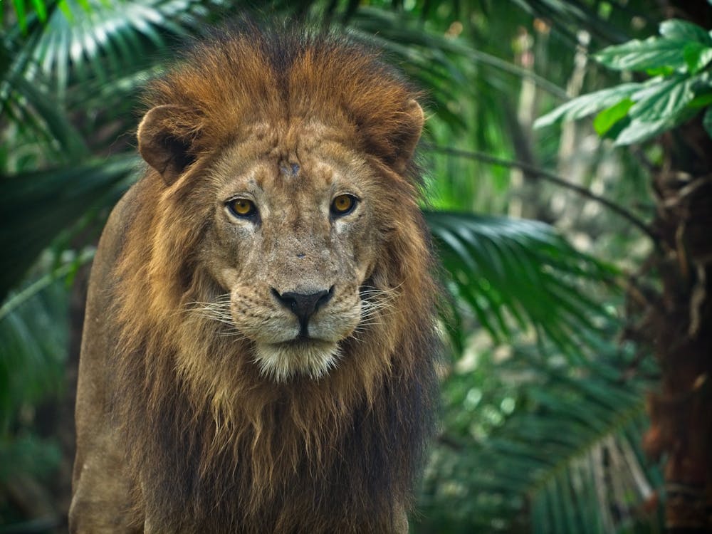 lion