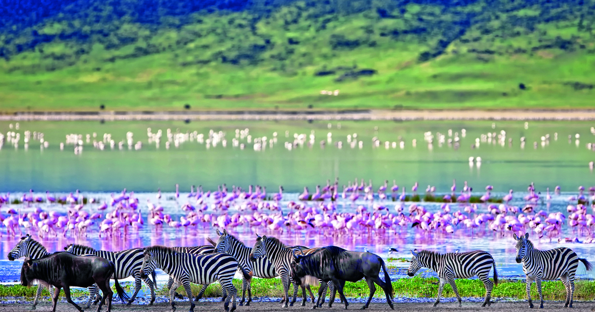 Ngorongoro-crater-wildlife