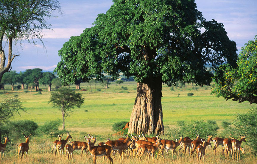 safari_tanzanie_parc_tarangire