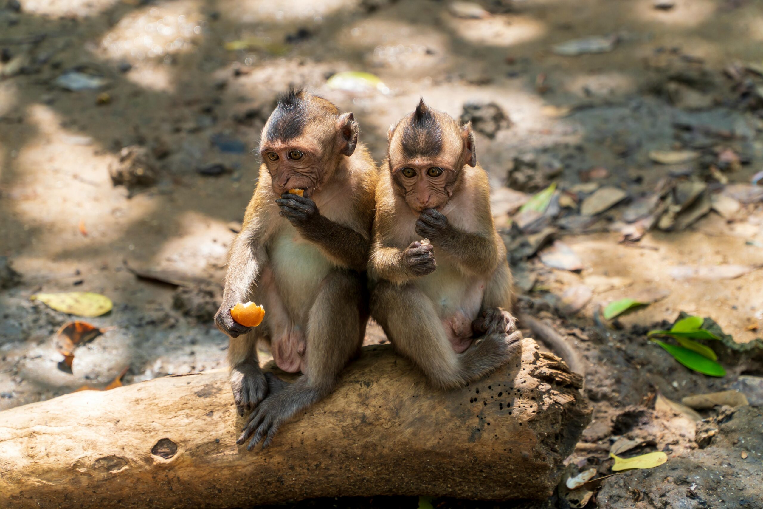 singe