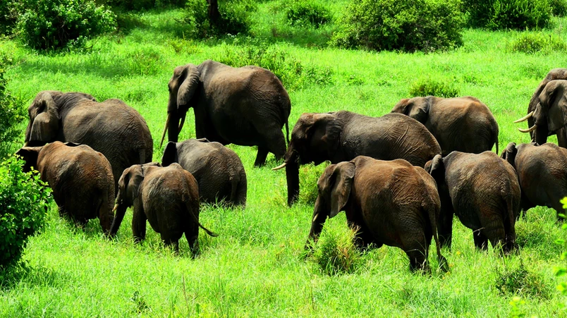 tarangire
