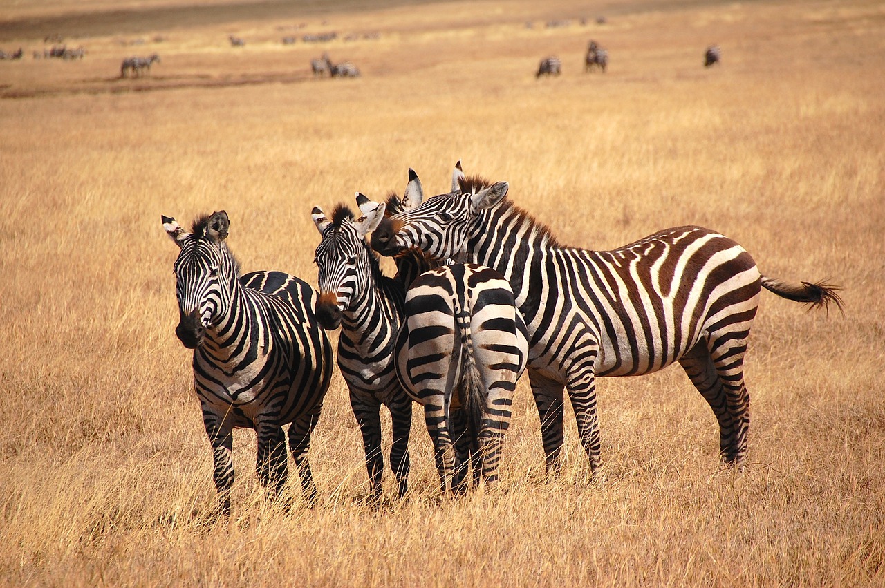 zebra-3981220_1280